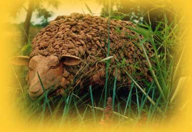 2008 le mouton d'argile dans son environnement  Marquet (Aude)